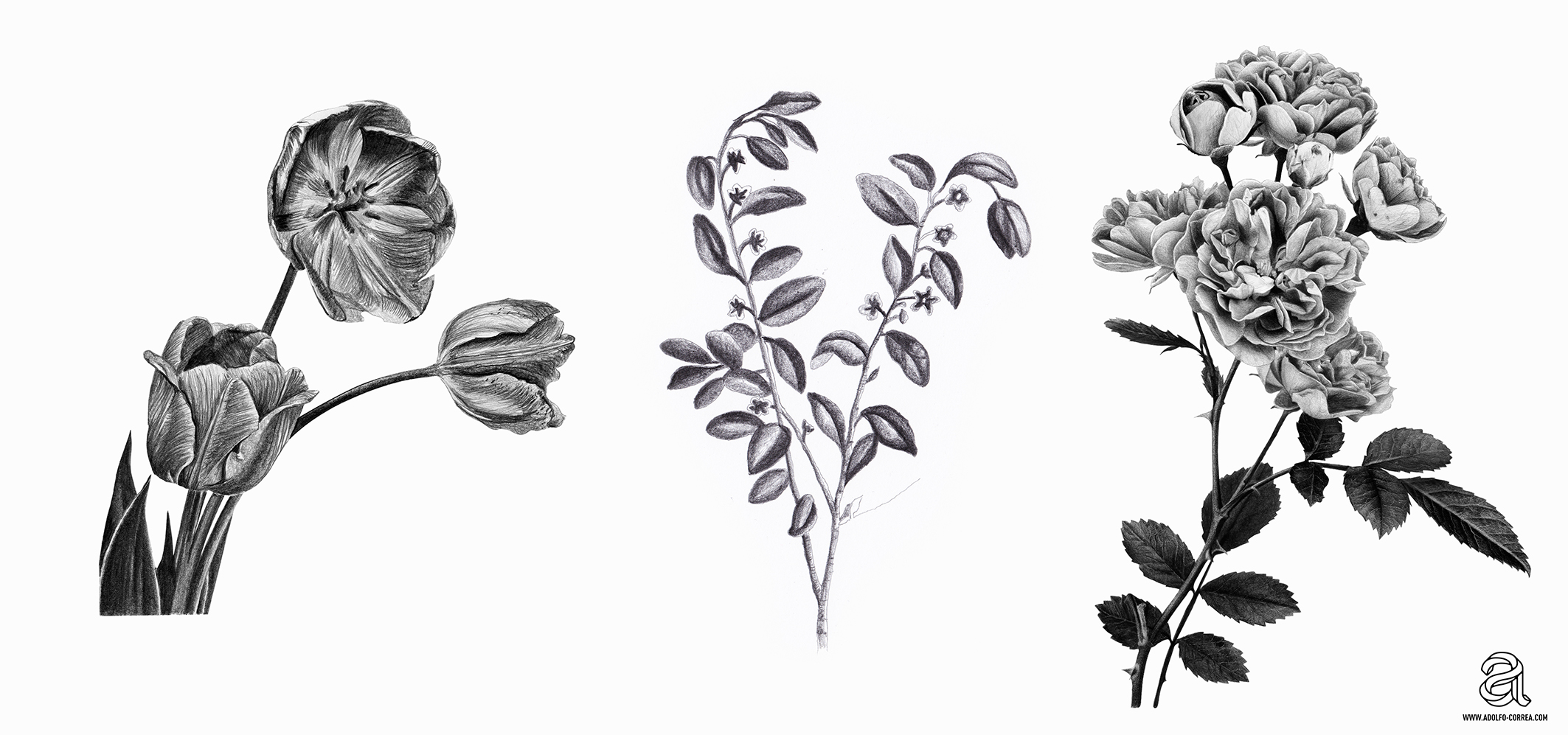 flores-dibujo-4-small